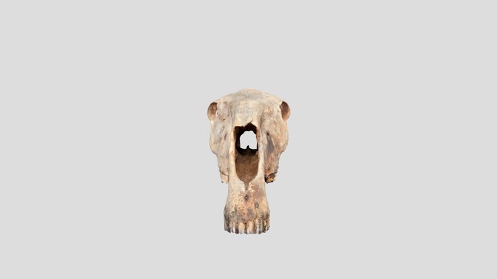 Horse Cranium and Maxilla 3D Model