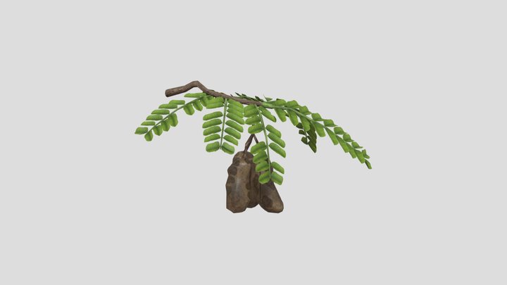 Tamarind 3D Model