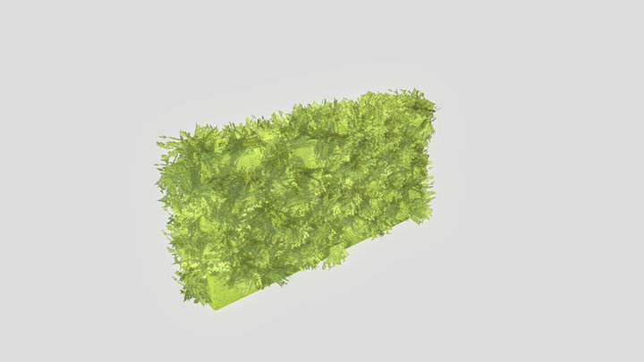 Boxwood 3D Model