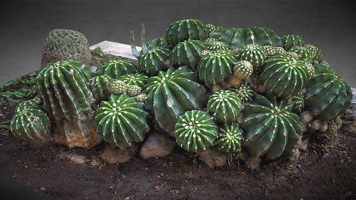 Fishhook barrel cactus – Modelo 3D gratuito STL