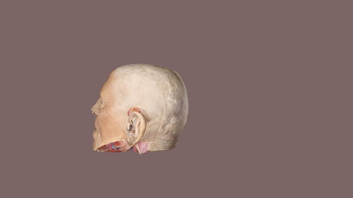 half of a head, with and w/o skin 3D Model