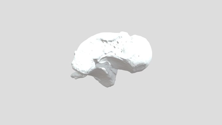 Talus 11-3-25 3D Model