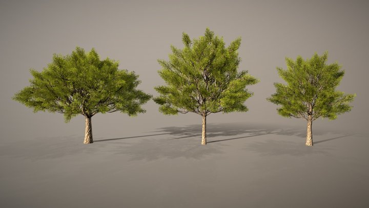 Tree Animate 3D Model