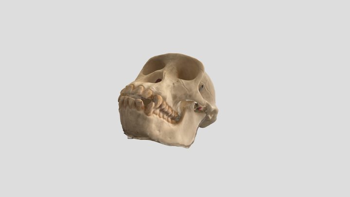 pan paniscus clean 3D Model