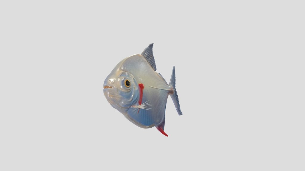 Silver Dollar Piranha (Metynnis Argenteus)