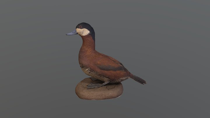 Ruddy Duck - Oxyura jamaicensis 3D Model
