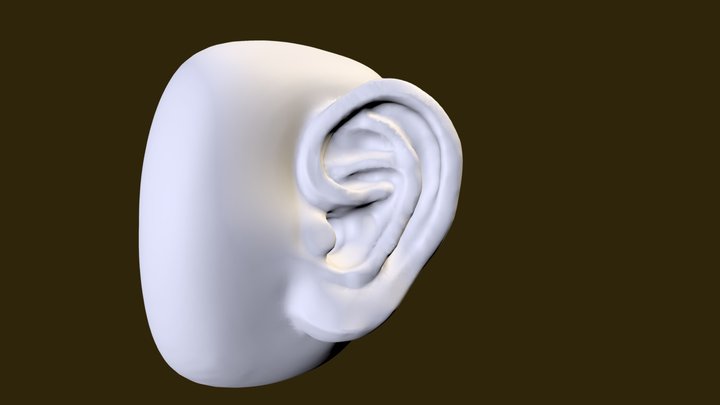 Ear 3D models - Sketchfab