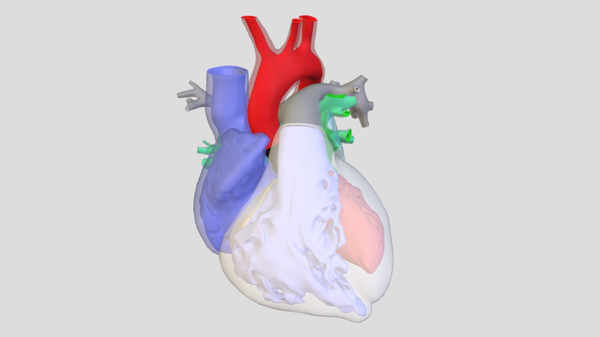 Wip_ Heart - 3D model by Visualization, iEXCEL (@bill.glass) [f104c09 ...