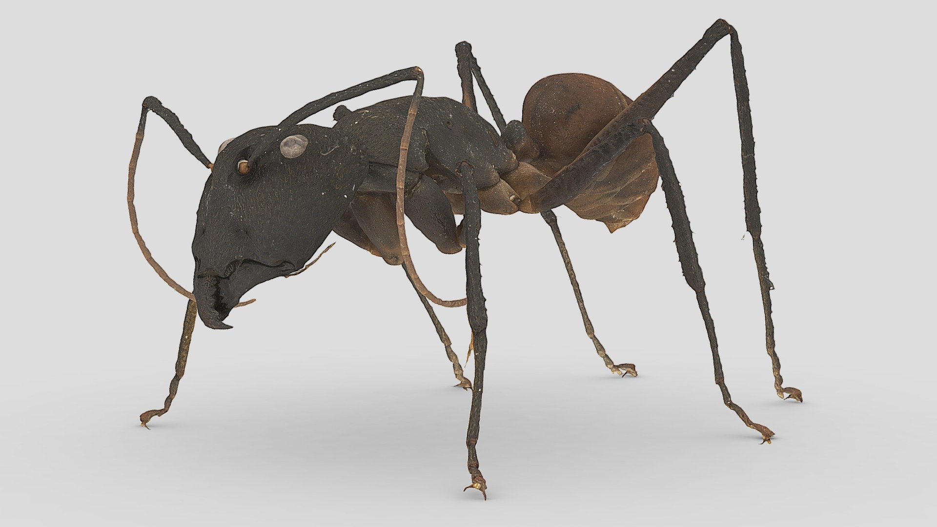 Dinomyrmex gigas