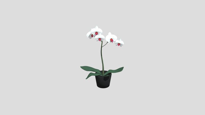 Orchid 3D Model