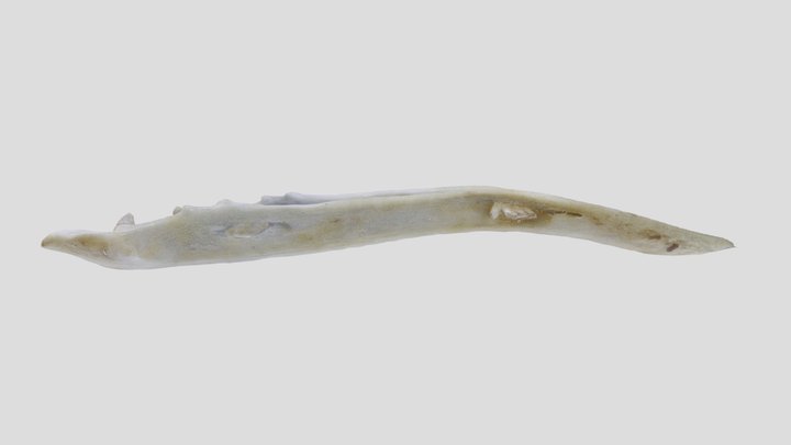 UWYMV:Bird:2318, Bombycilla cedrorum, Mandible – Kostenloses 3D-Modell STL