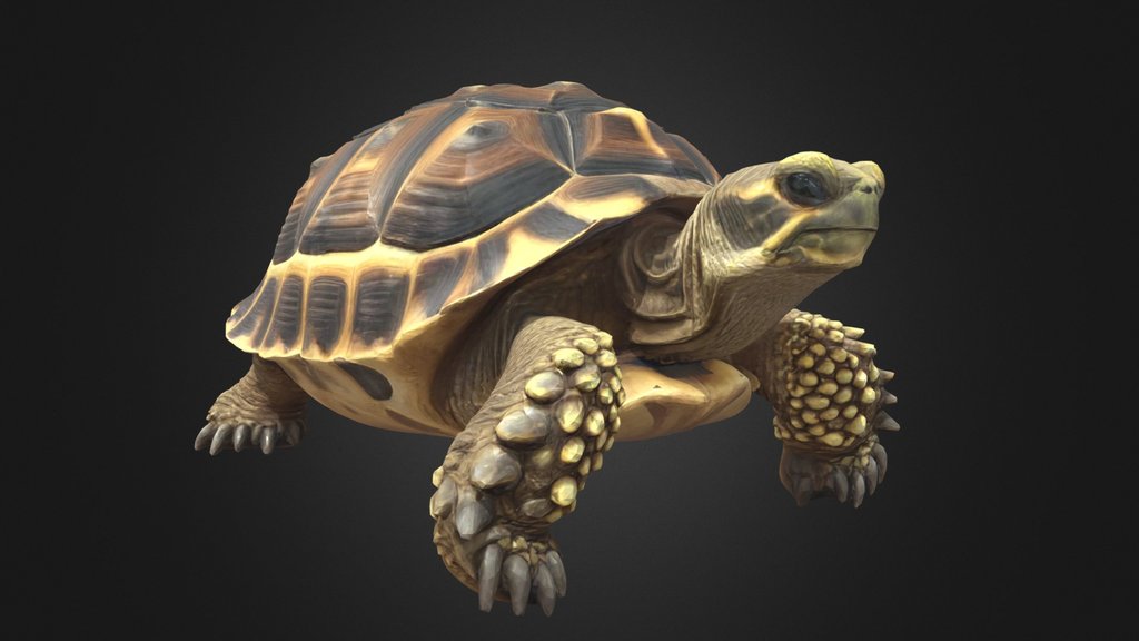 Land Turtle Realistic Stylized Animal Character