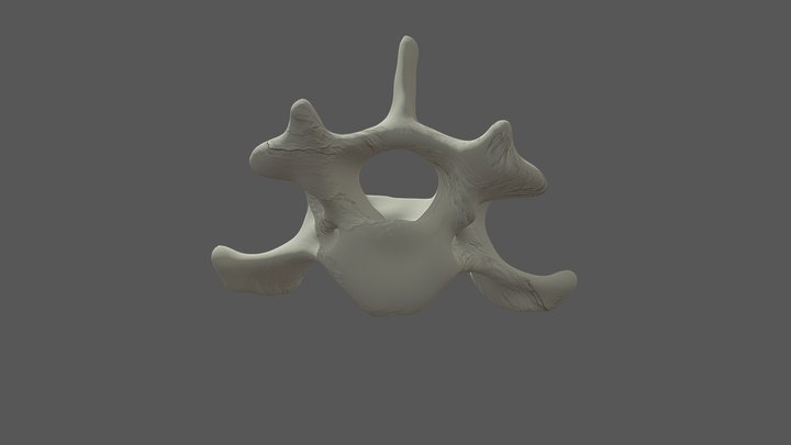 Canine_C4 Vertebra 3D Model