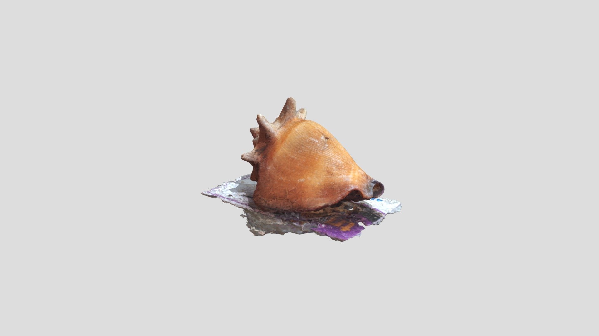Sea Shell From Rio De Janeiro