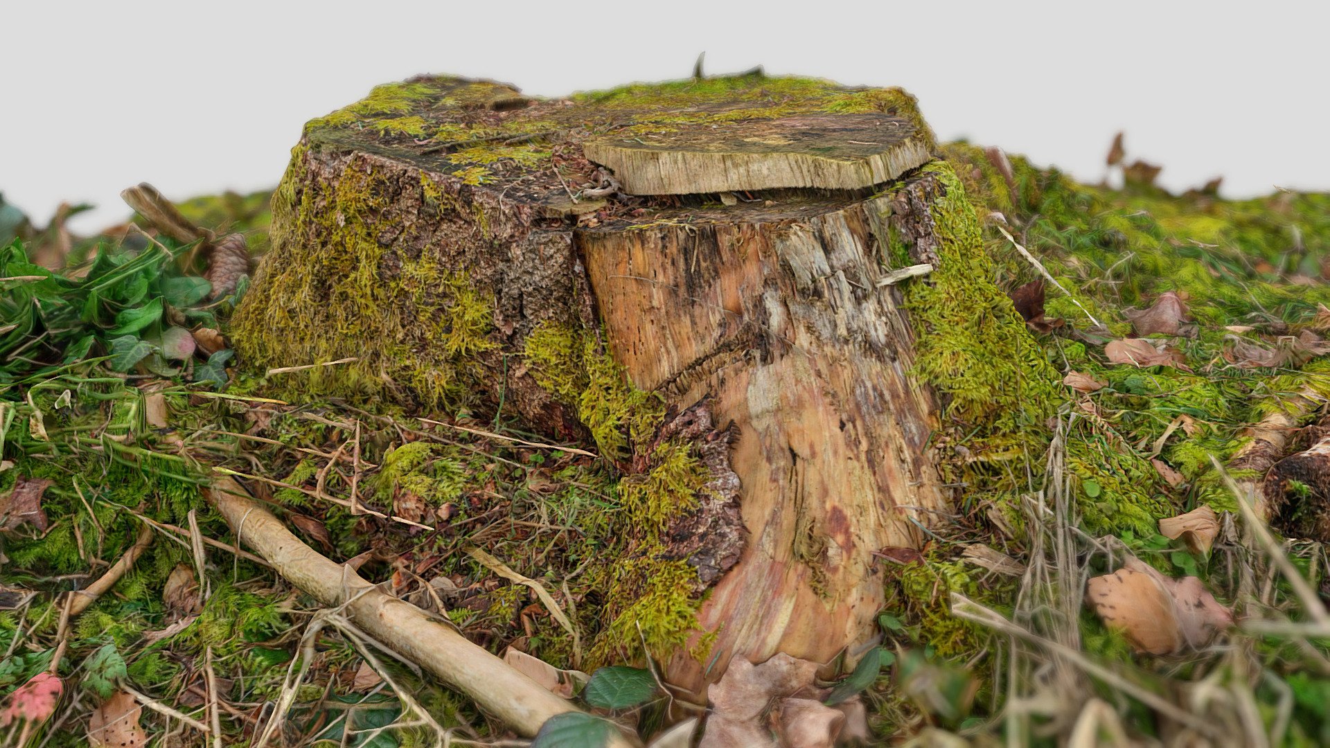 Tree stump scan 8k 029 - Buy Royalty Free 3D model by immerge [f11f3da ...