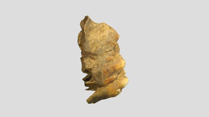 tooth question 3D Model