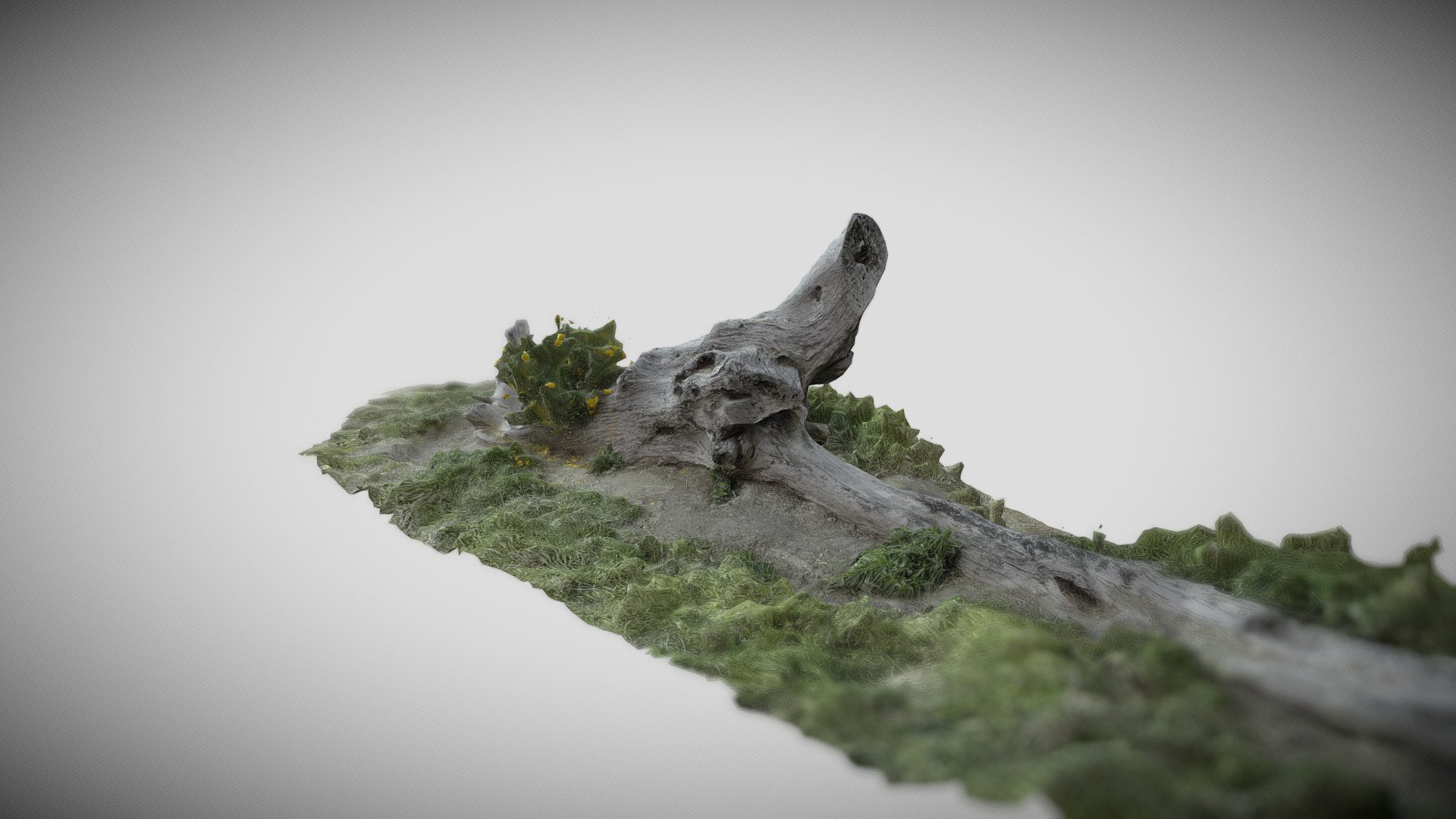 Log with Wild Flowers, Santa Cruz, CA Download Free 3D model by jon
