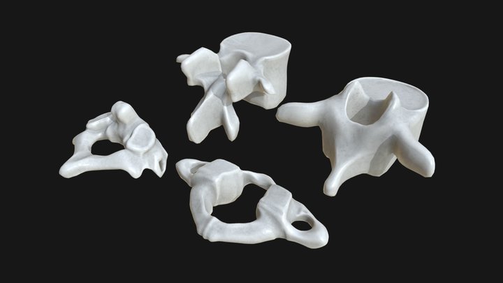 Anatomy - Human vertebrae set 3D Model