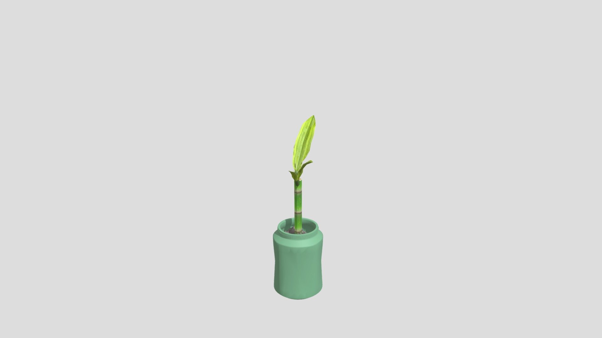 bamboo in jar
