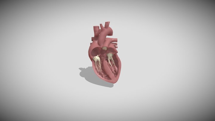 heart_old_anim 3D Model