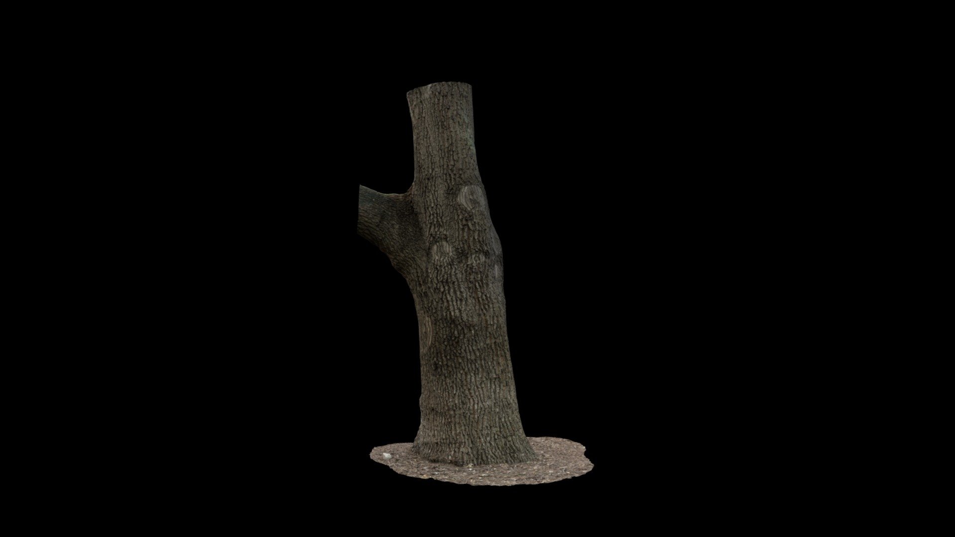 AR_English Oak Tree