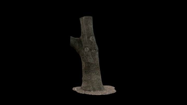 AR_English Oak Tree 3D Model