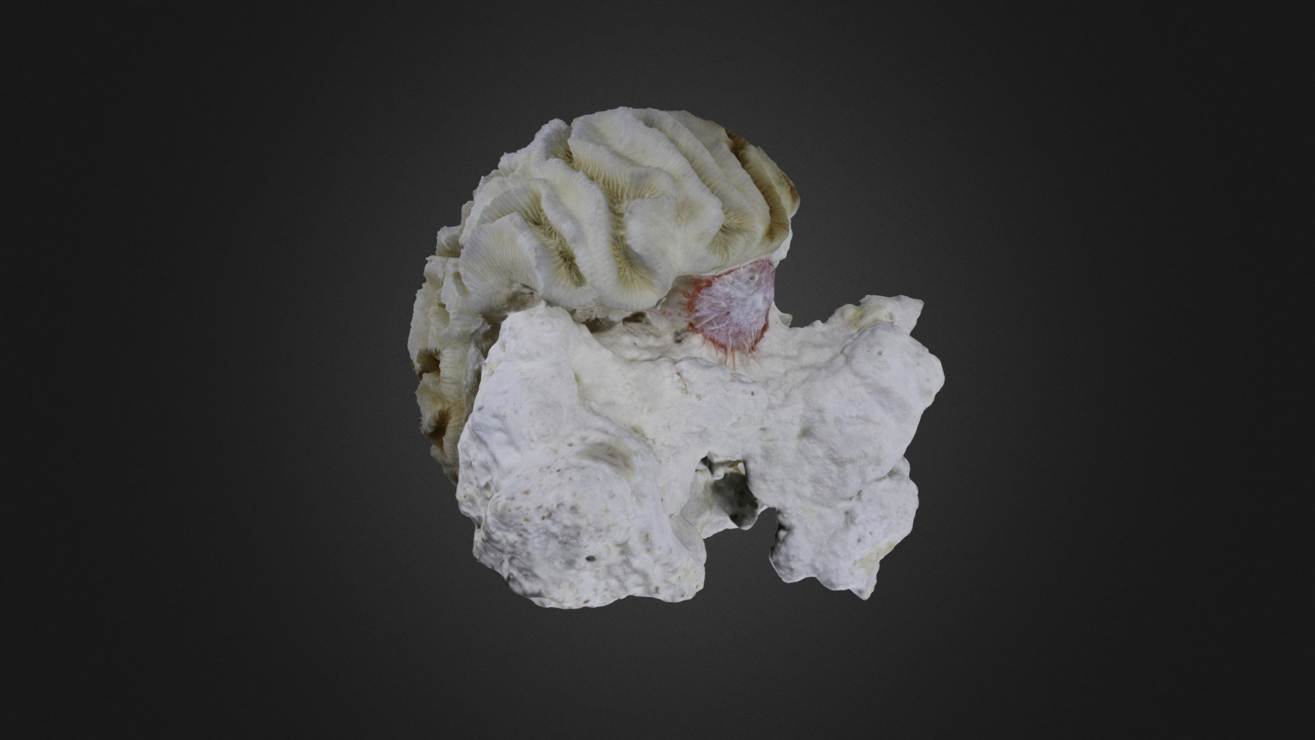 Coral: Diploria labyrinthiformis (PRI 76766)