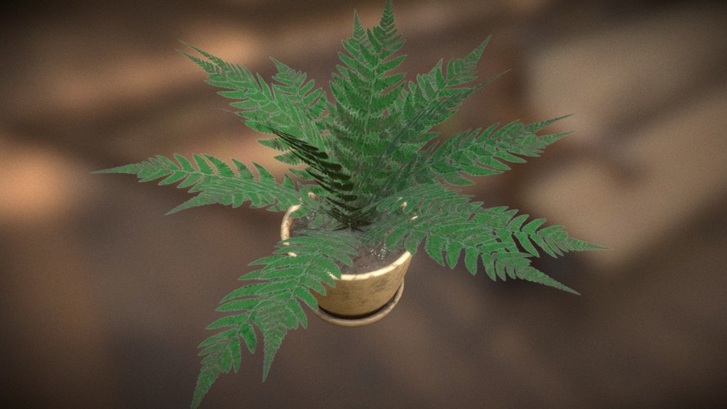 Fern pot
