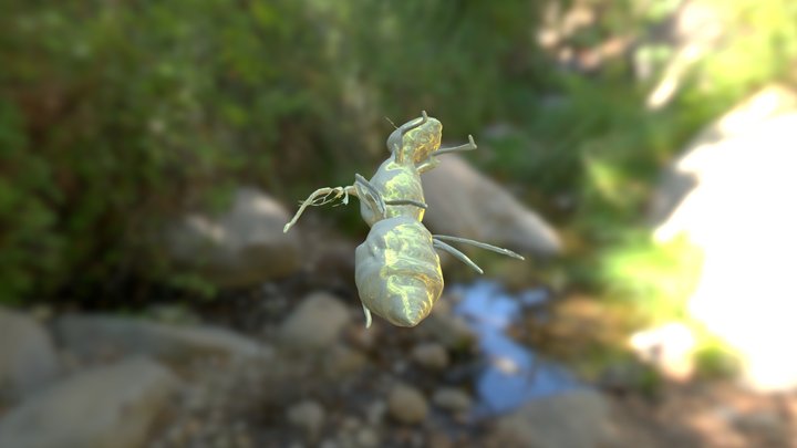 WASP 3D Model