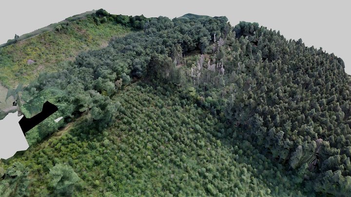 Chevetogne woods 2018 3D Model