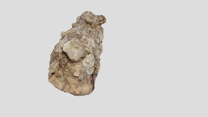 Valva de Ostra 3D Model