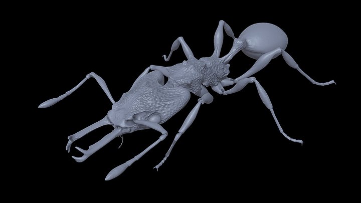 Orectognathus_versicolorl – Kostenloses 3D-Modell STL