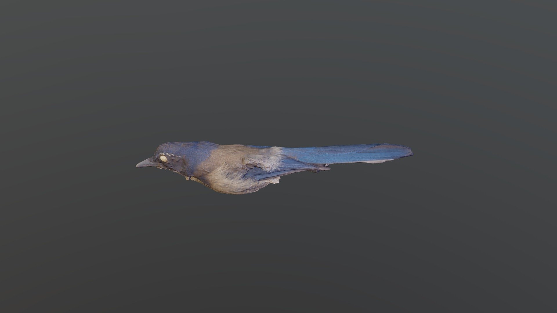 California Scrub-Jay - Aphelocoma californica