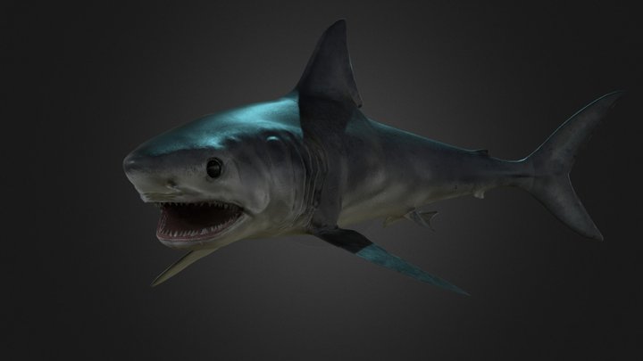 Porbeagle Shark 3D Model