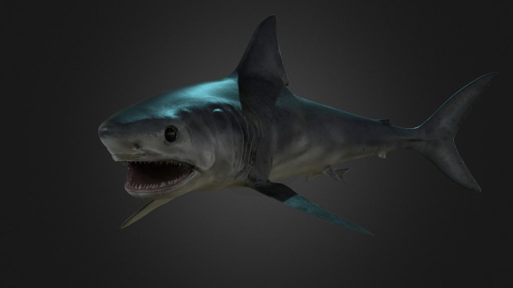 Porbeagle Shark