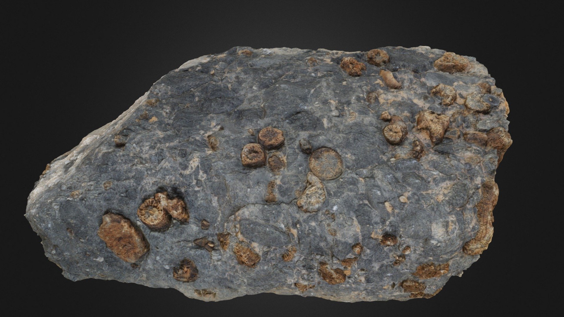 Silicified corals in limestone