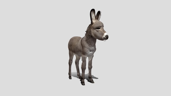 Donkey_ Foal_3d model free – Modello 3D gratuito STL