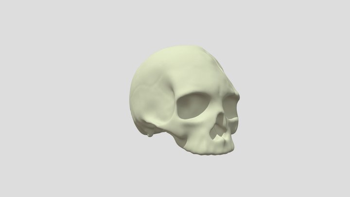 SK_Module2_Skull 3D Model