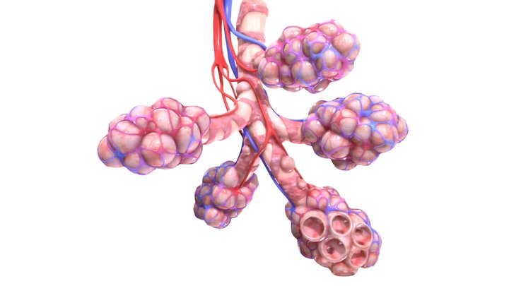 Realistic Human Bronchi Alveoli Anatomy 3D Model