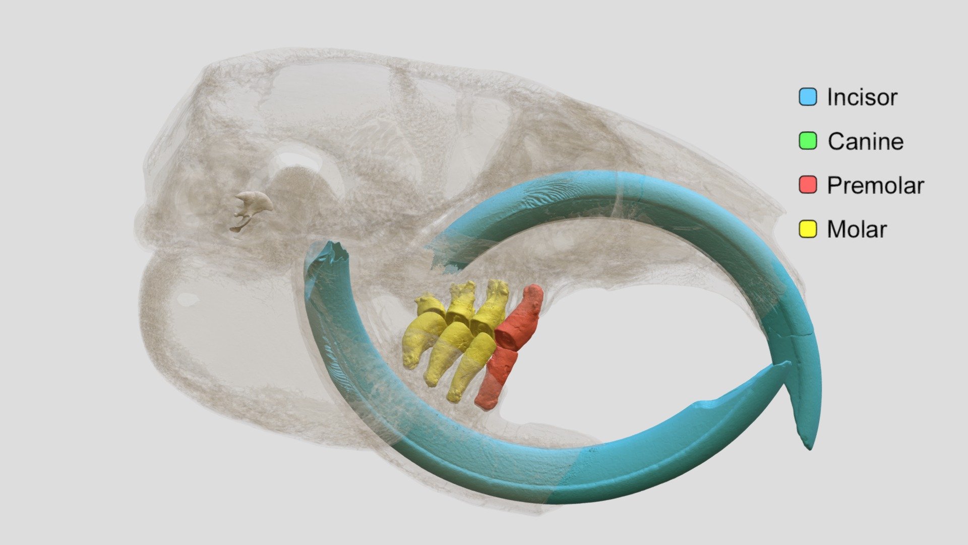 Cryptomys hottentotus (MSBMamm34619) Clear 3D model by