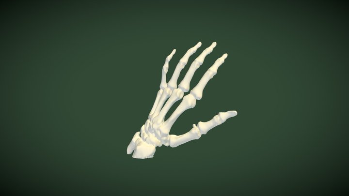 Hand Bones 3D Model