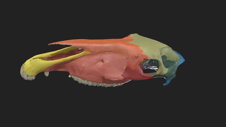 painted upper skull horse 3D Model