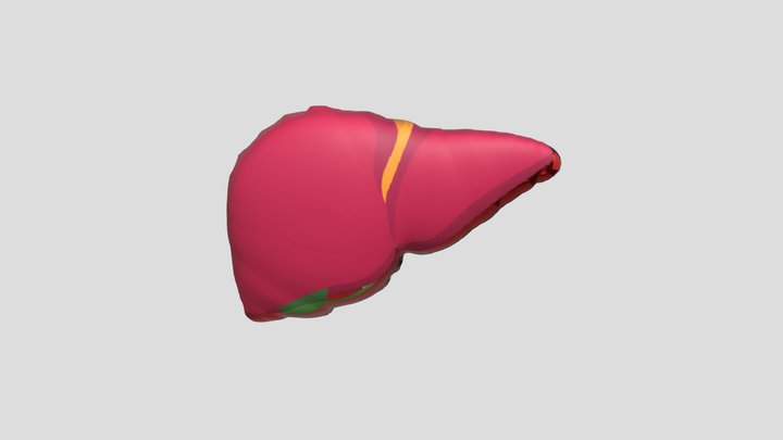 LIVER1 3D Model