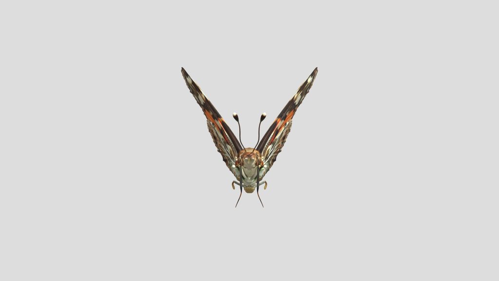papallona  Vanessa cardui