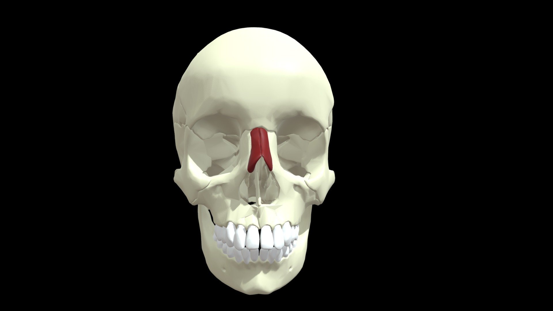 nasal-bones-download-free-3d-model-by-mary-orczykowski-anatomary