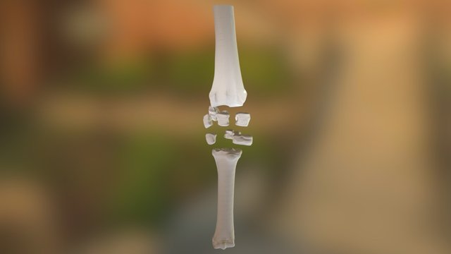 carpus expanded 3D Model