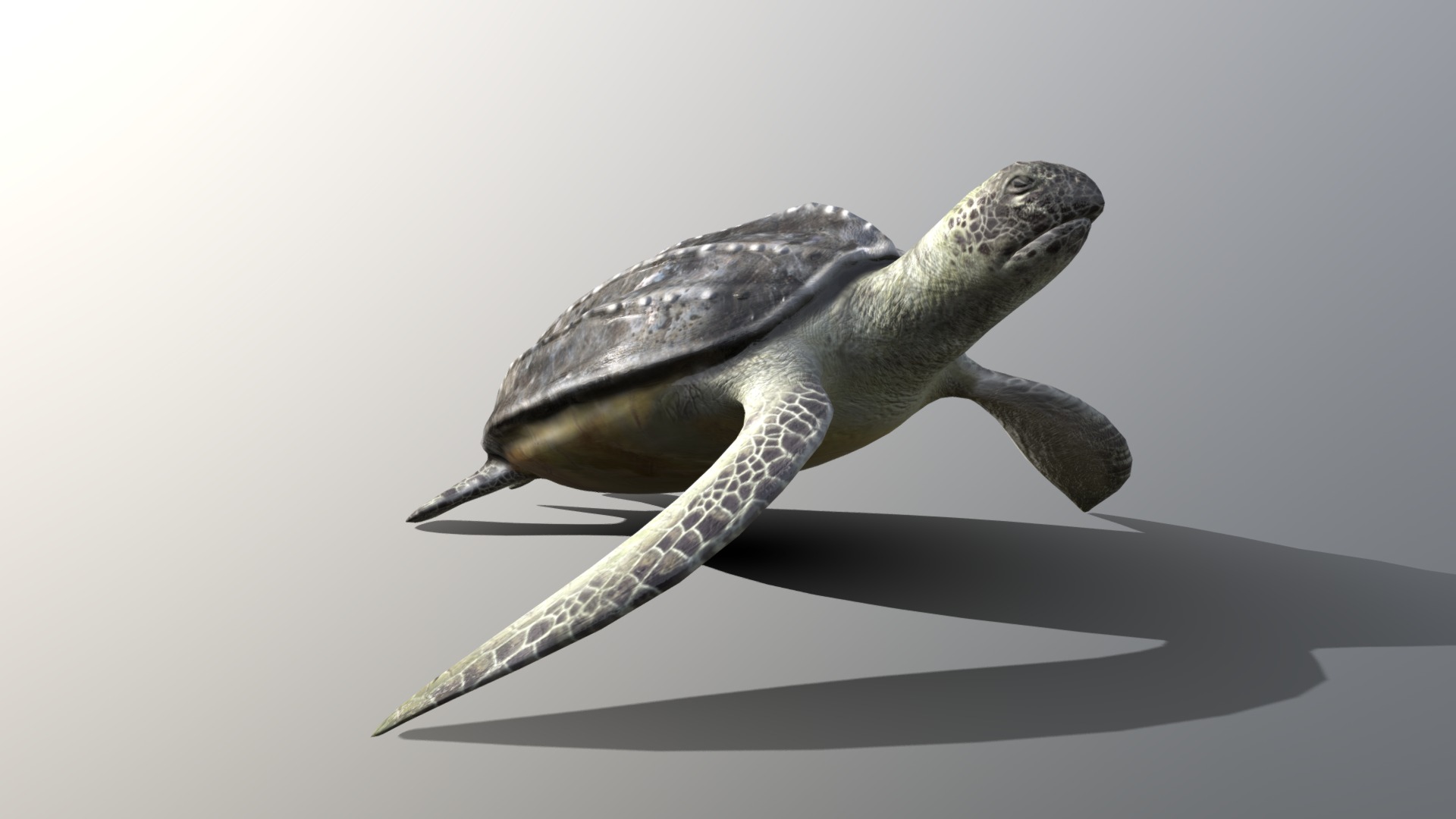 3D model Leatherback Sea Turtle Dermochelys Coriacea - This is a 3D model of the Leatherback Sea Turtle Dermochelys Coriacea. The 3D model is about a sea turtle on a white background.