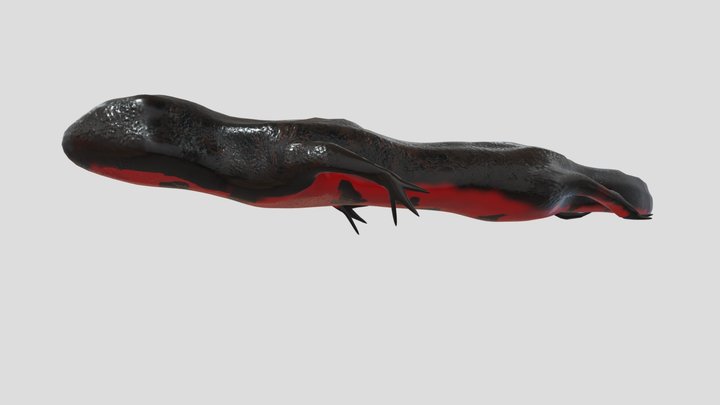 Japanese fire belly salamander　アカハライモリ 3D Model