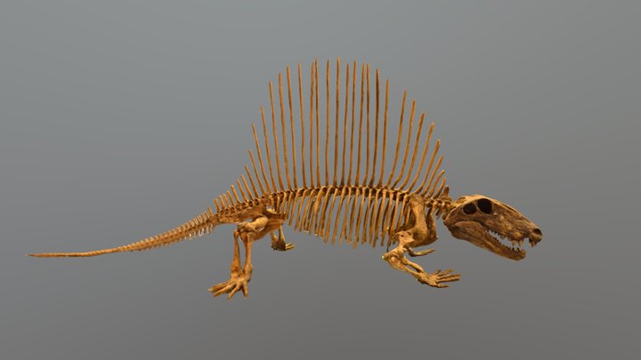 ディメトロドン 3D Model