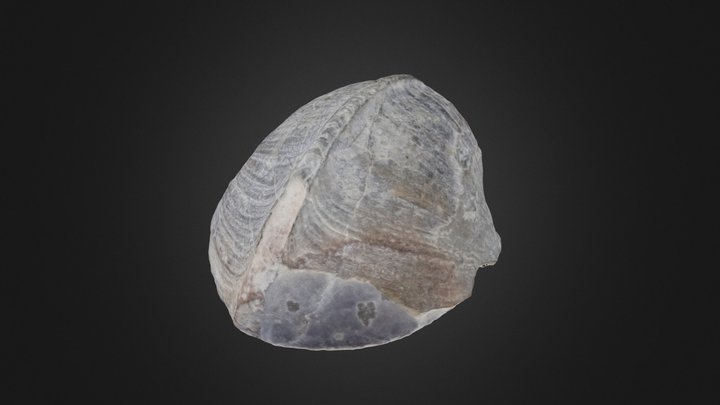 Gastropod: Bellerophon crassus (PRI 70112) – Gratis 3D-model STL